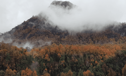 bosque nativo