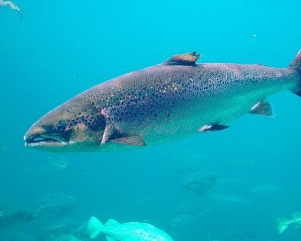 Empresa que cultiva salmones recibe millonaria multa