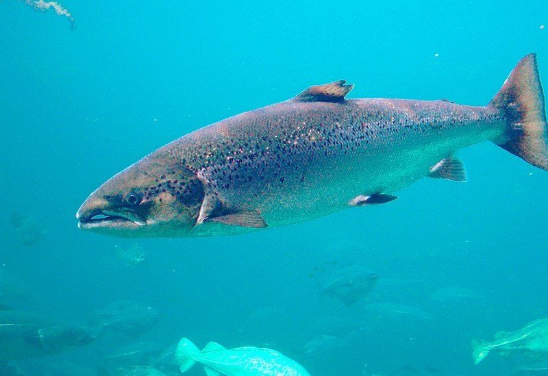 Empresa que cultiva salmones recibe millonaria multa