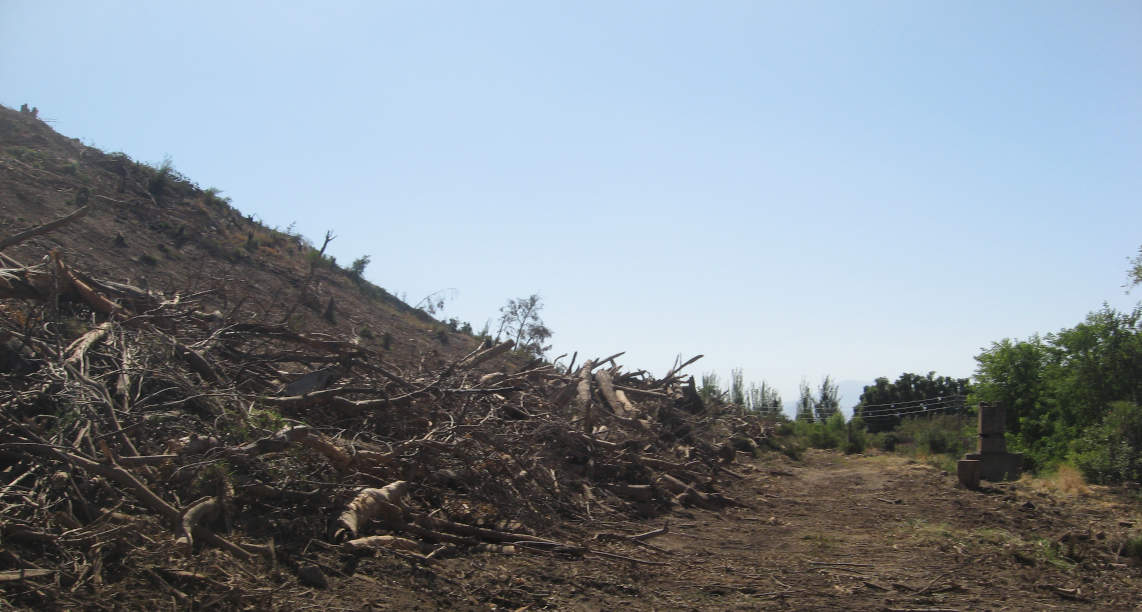 Cerro Chequén quemado (1)