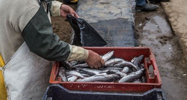 pesca_merluza