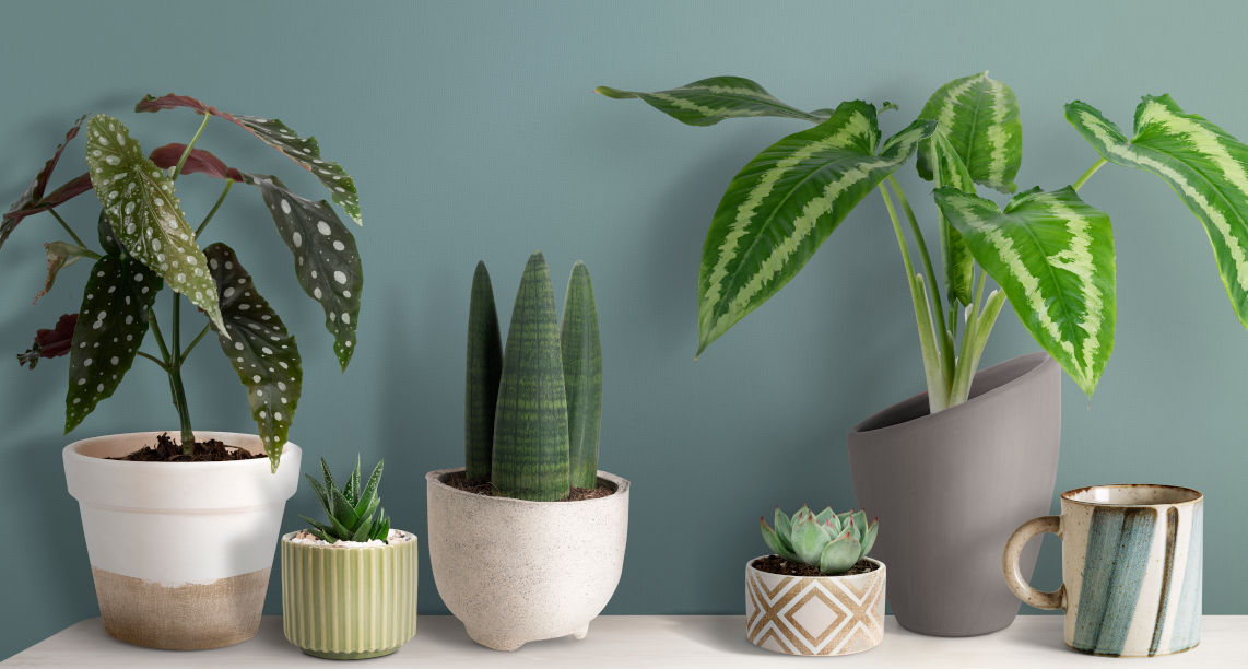 Cute small plants on a shelf