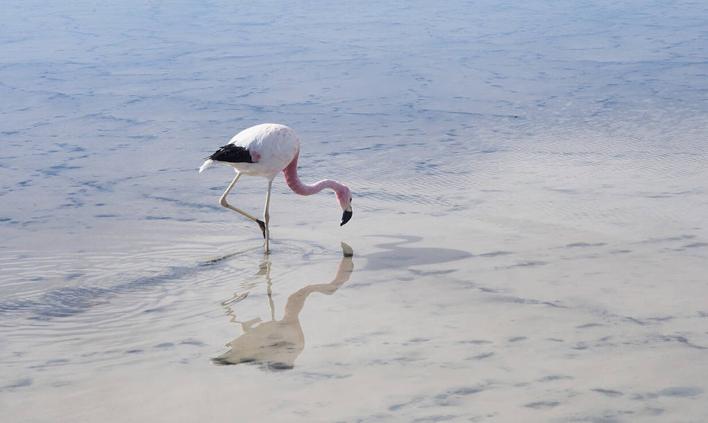 1280px-Flamenco_andino_03-Salar-Atacama