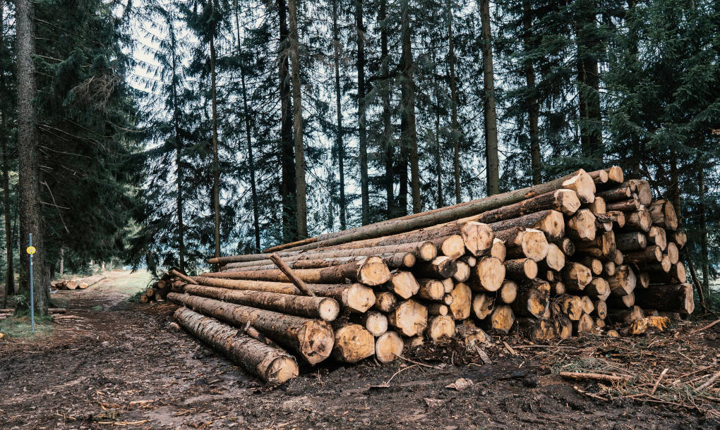 Troncos cortados, apilados en el bosques