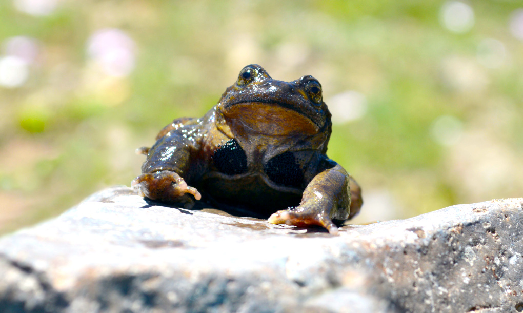 Alsodes_pehuenche_macho