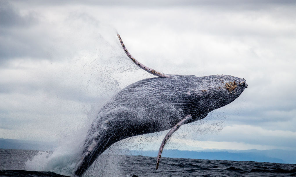 Ballena-Jorobada