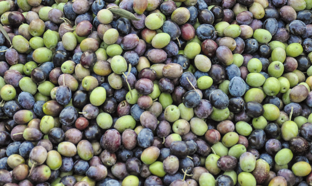 studio32-olives-1307154