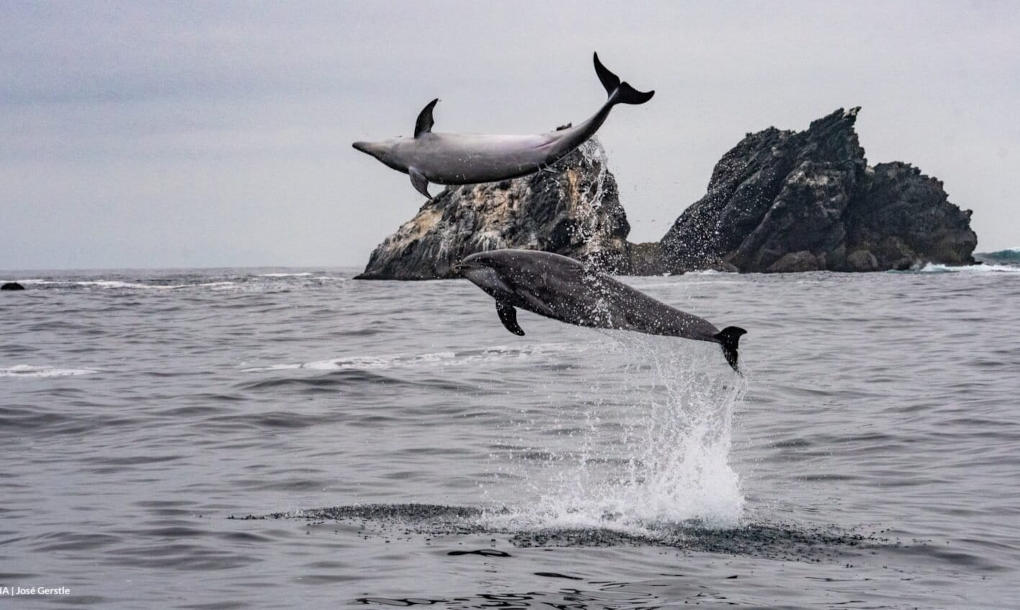Delfines-Humboldt