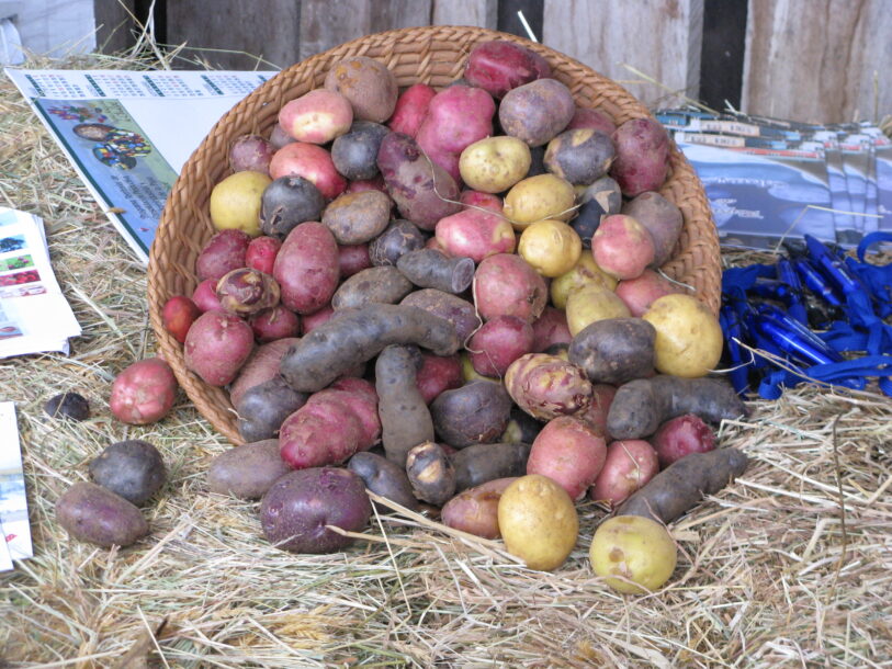 Papas_de_colores_de_Chiloe